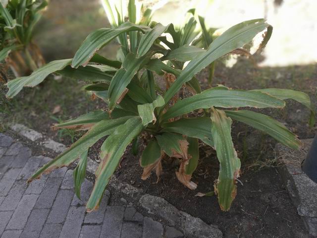 Amaryllidaceae: cfr. Crinum sp.